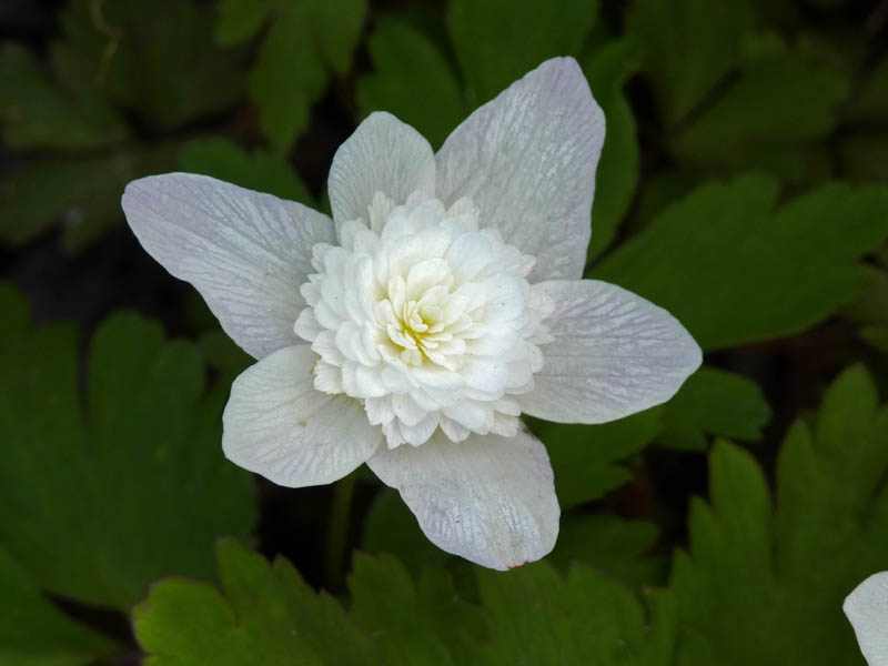 Anemone nemorosa 'Vestal'